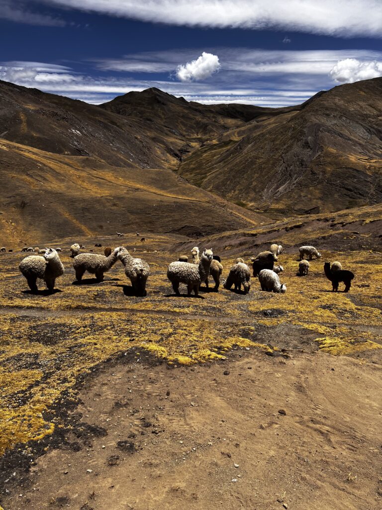 Alpagas, montagne Palcoyo ,Pérou (by alpacatravel.fr, Tiffany SANIEL)