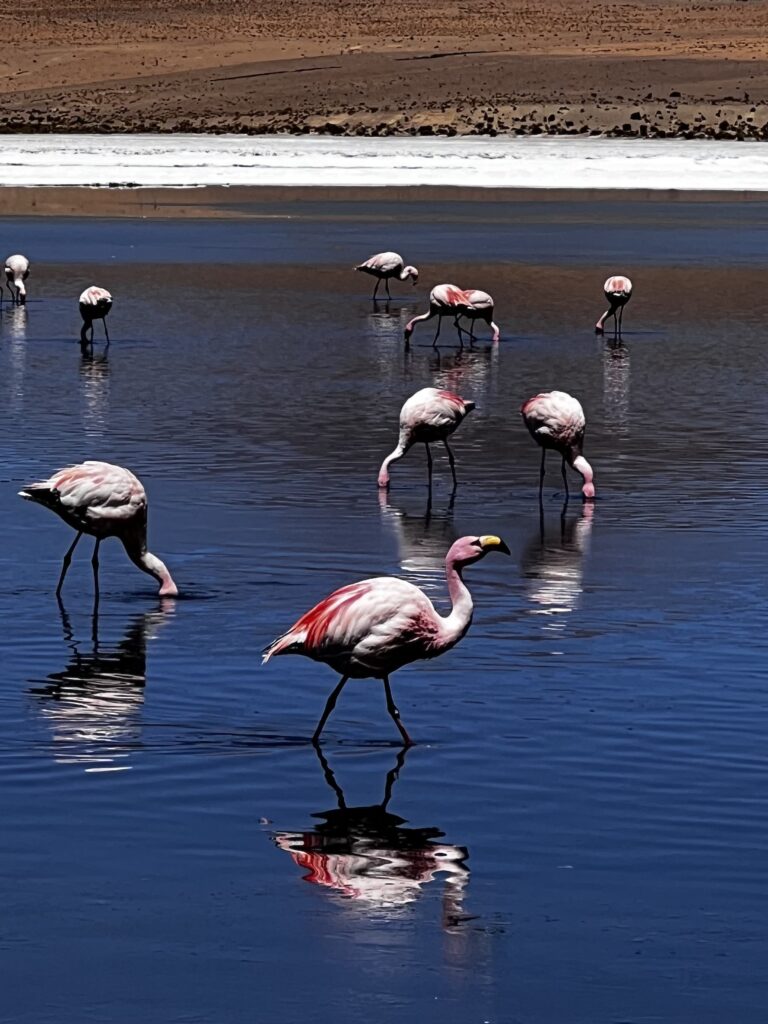 Flamants roses, Laguna Colorada, Salar d'Uyuni et Sud Lipez, Bolivie (by alpacatravel, Tiffany SANIEL