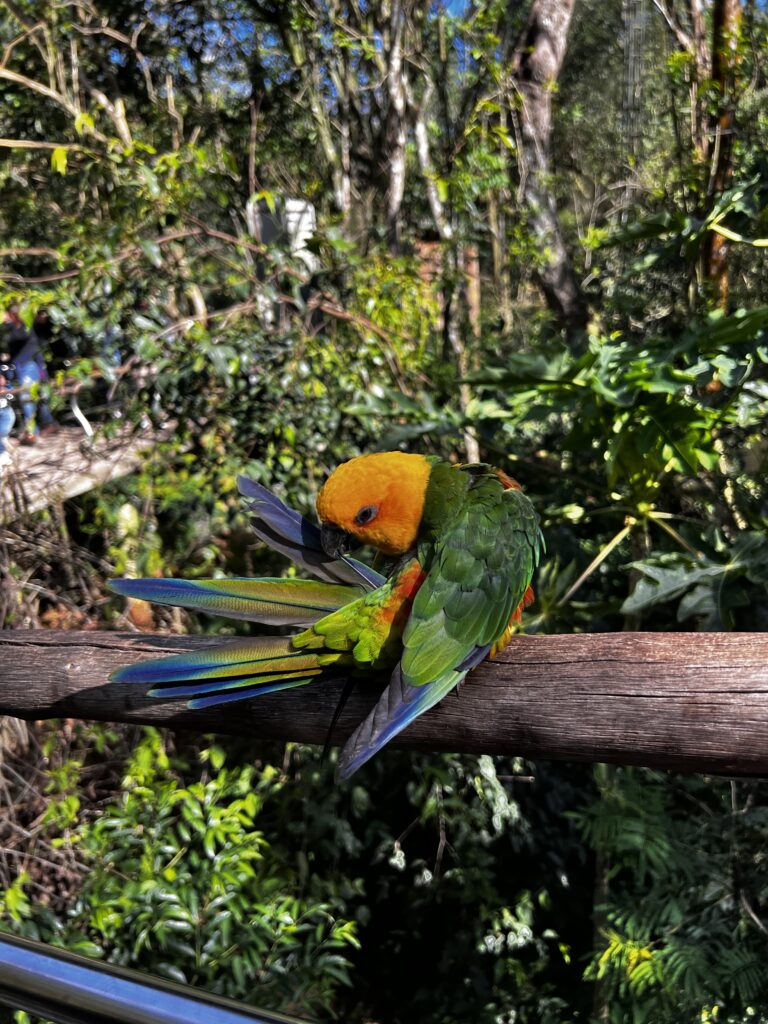 Iguazu, parque des oiseaux - Brésil